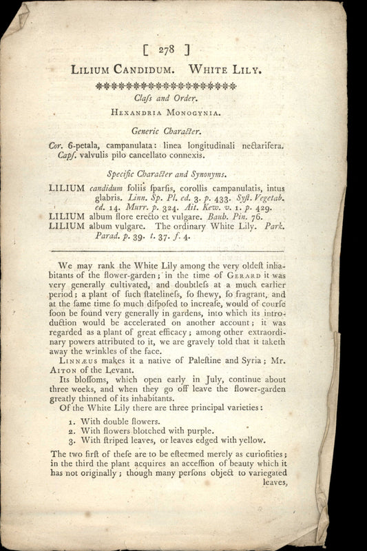 Plate 278 - White Lily