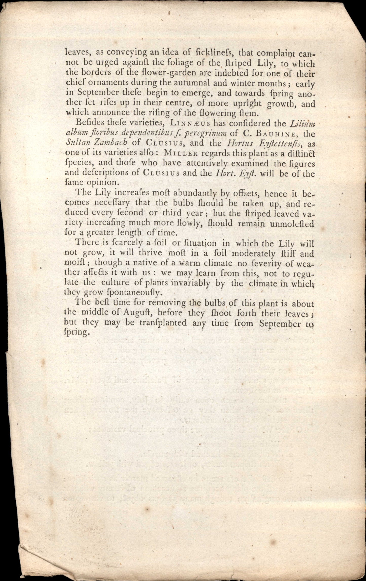 Plate 278 - White Lily