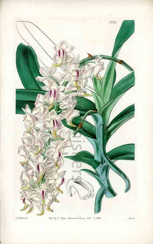 Hand-colored botanical plate number 4139 - digital file