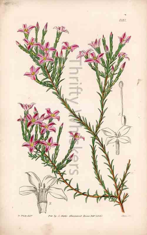 Hand-colored botanical plate number 4143 - digital file