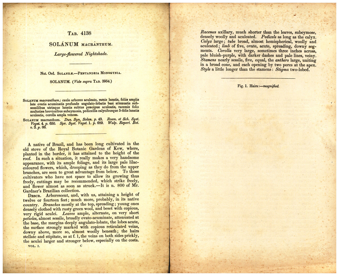 Botanical description tab for plate number 4138 - digital file