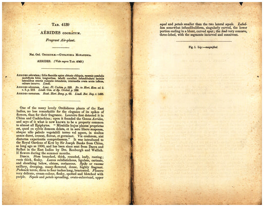 Botanical description tab for plate number 4139 - digital file