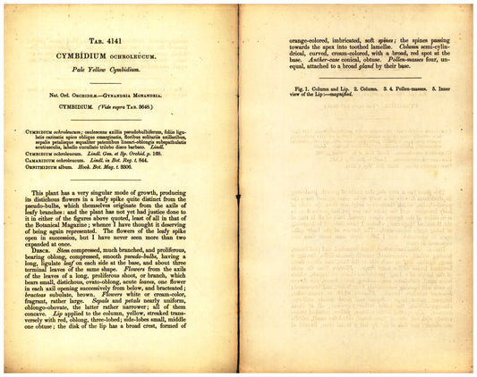 Botanical description tab for plate number 4141 - digital file