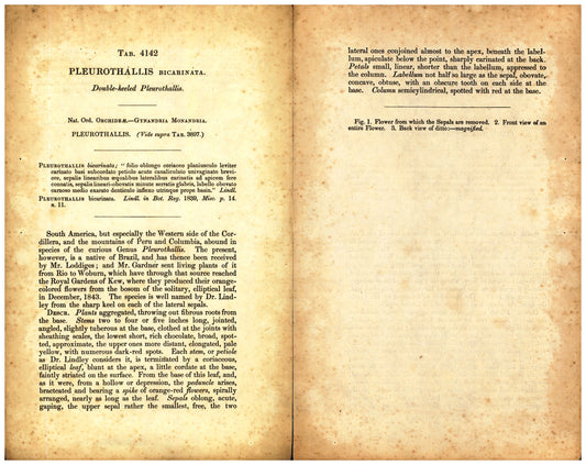 Botanical description tab for plate number 4142 - digital file