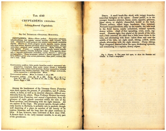 Botanical description tab for plate number 4143 - digital file