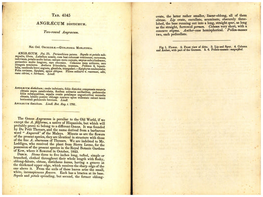 Botanical description tab for plate number 4145 - digital file