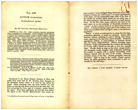 Botanical description tab for plate number 4149 - digital file