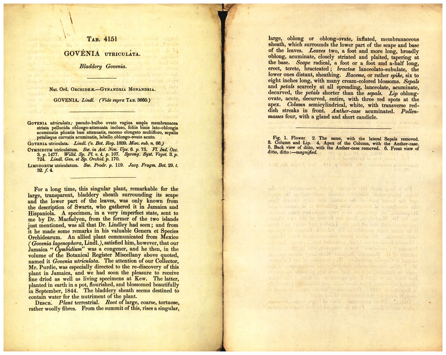 Botanical description tab for plate number 4151 - digital file