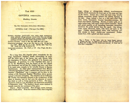 Botanical description tab for plate number 4151 - digital file