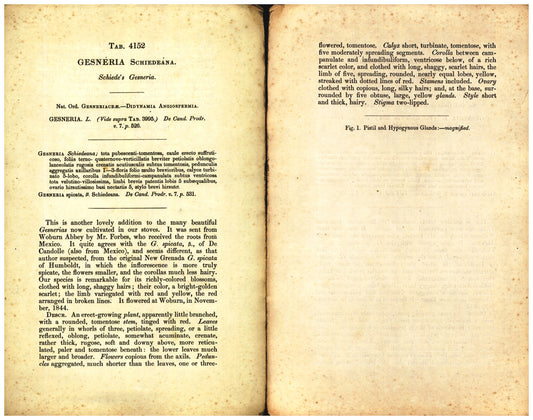 Botanical description tab for plate number 4152 - digital file