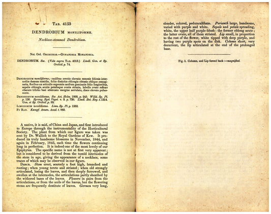 Botanical description tab for plate number 4153 - digital file