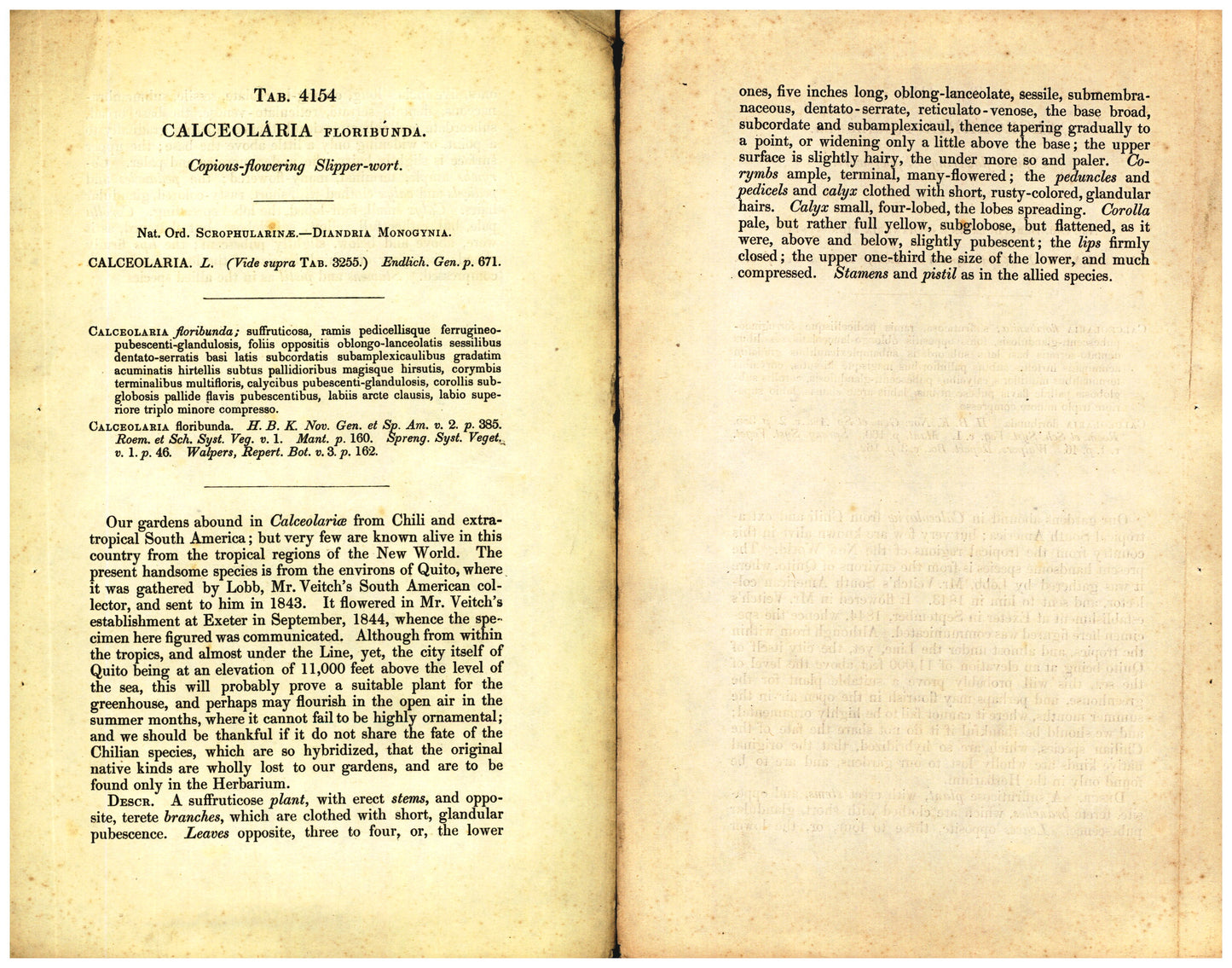 Botanical description tab for plate number 4154 - digital file