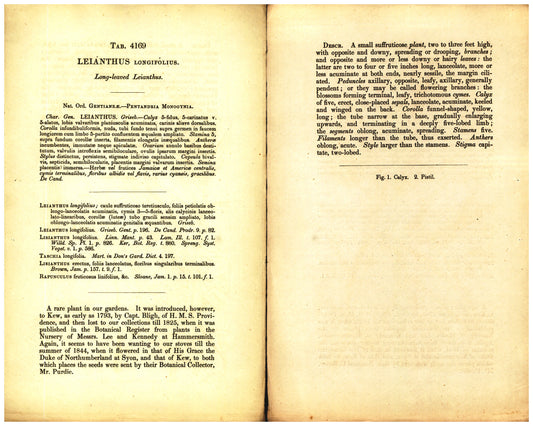 Botanical description tab for plate number 4169 - digital file