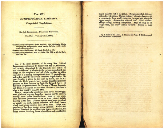 Botanical description tab for plate number 4171 - digital file