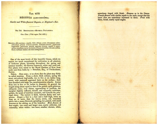 Botanical description tab for plate number 4172 - digital file