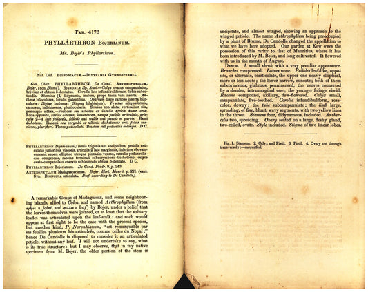 Botanical description tab for plate number 4173 - digital file