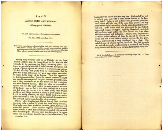 Botanical description tab for plate number 4175 - digital file