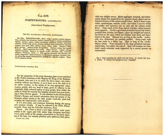 Botanical description tab for plate number 4176 - digital file