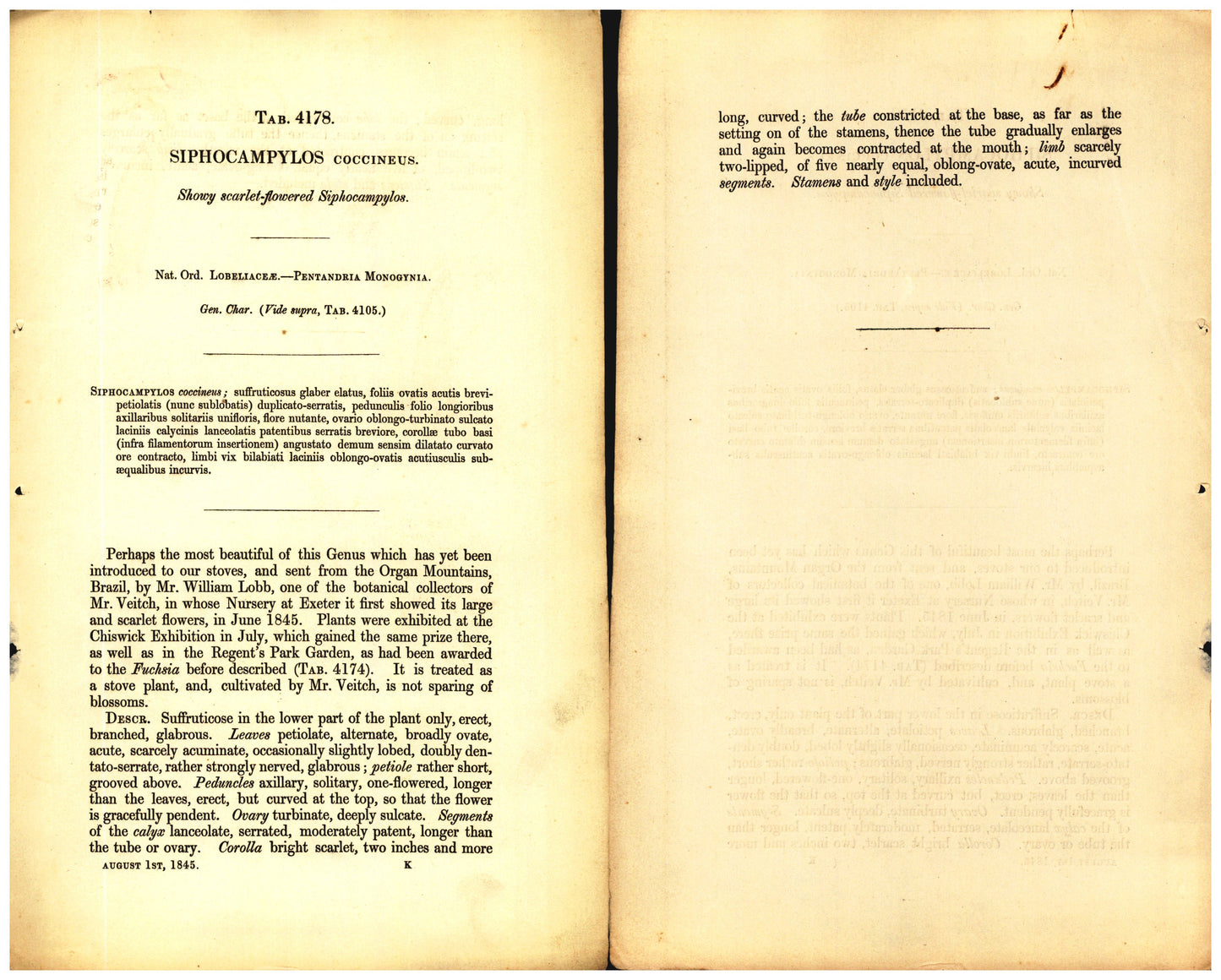 Botanical description tab for plate number 4178 - digital file