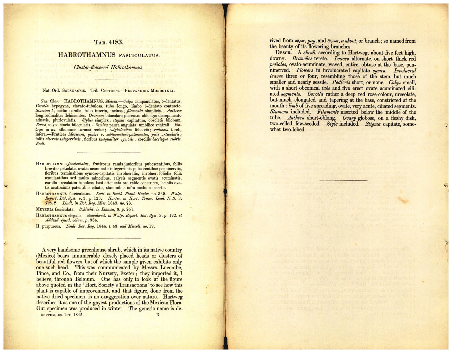 Botanical description tab for plate number 4183 - digital file