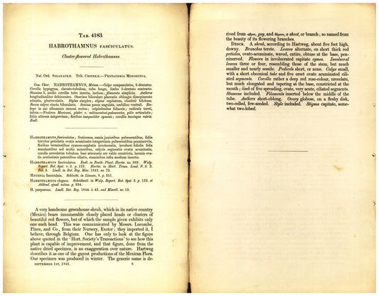 Botanical description tab for plate number 4183 - digital file