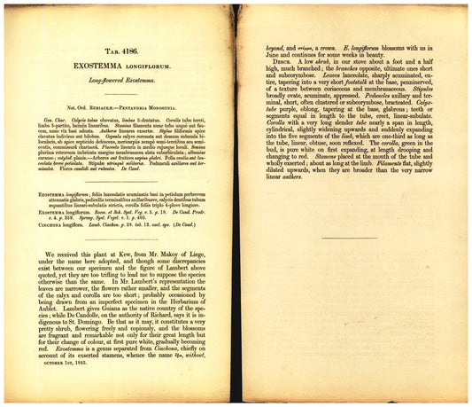 Botanical description tab for plate number 4186 - digital file