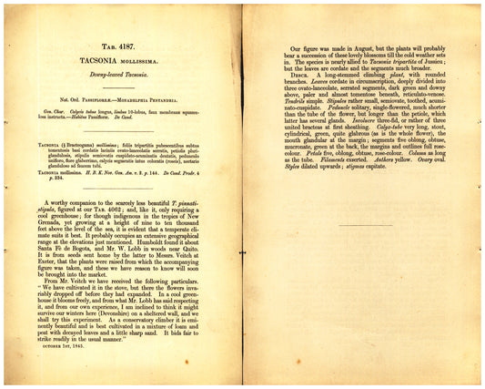 Botanical description tab for plate number 4187 - digital file