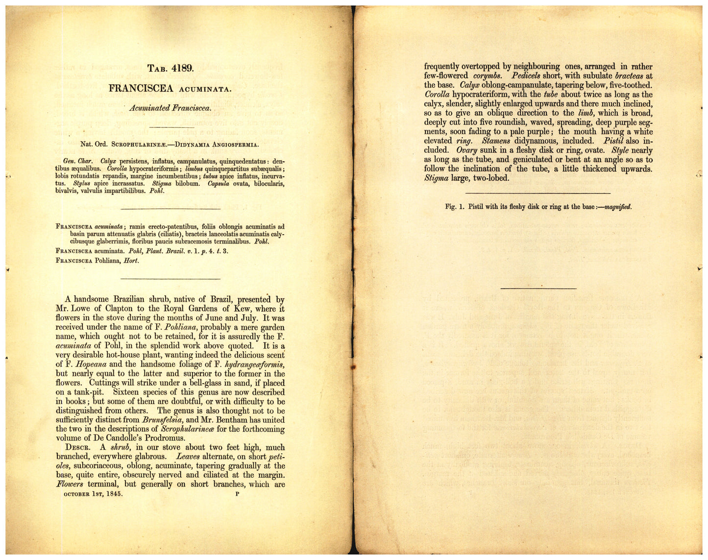 Botanical description tab for plate number 4189 - digital file