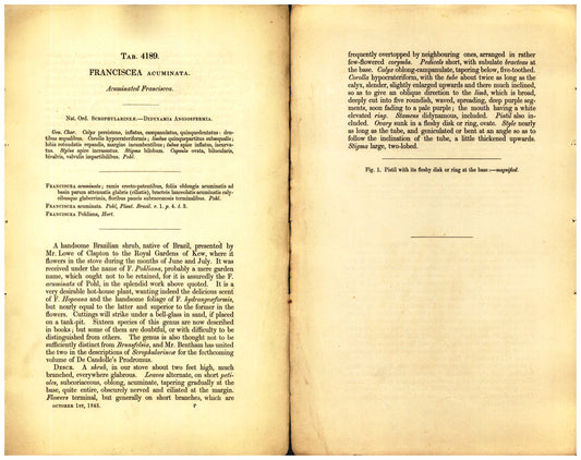 Botanical description tab for plate number 4189 - digital file