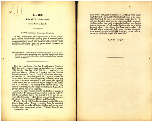 Botanical description tab for plate number 4193 - digital file