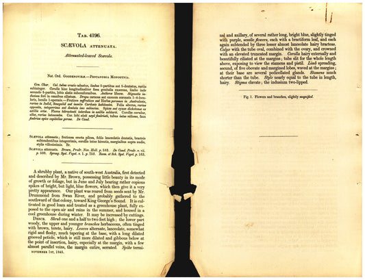 Botanical description tab for plate number 4196 - digital file