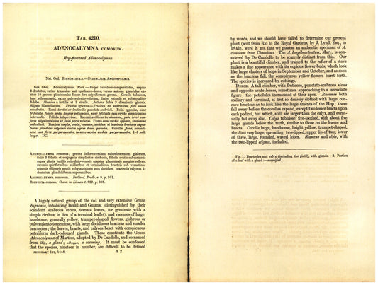 Botanical description tab for plate number 4210 - digital file