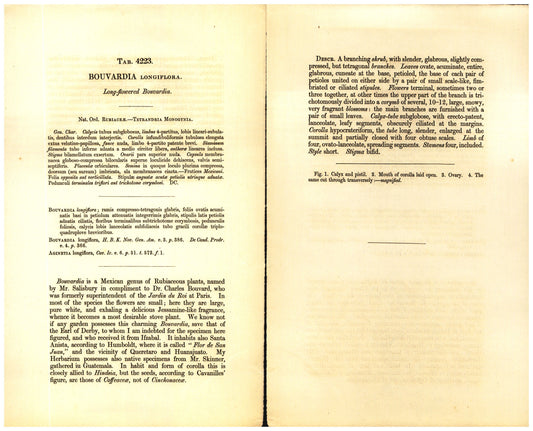 Botanical description tab for plate number 4223 - digital file