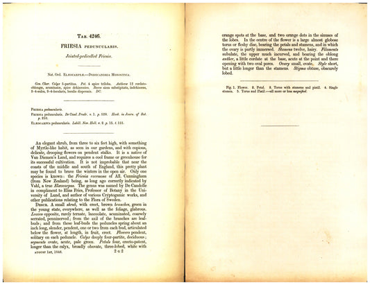 Botanical description tab for plate number 4246 - digital file