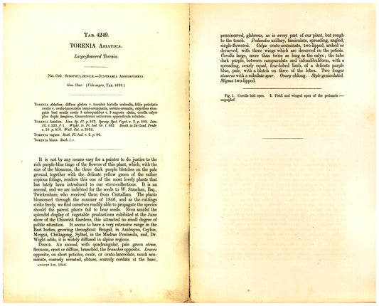 Botanical description tab for plate number 4249 - digital file