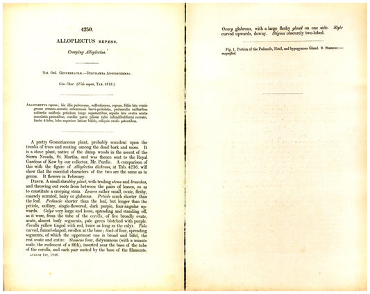 Botanical description tab for plate number 4250 - digital file