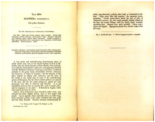 Botanical description tab for plate number 4254 - digital file