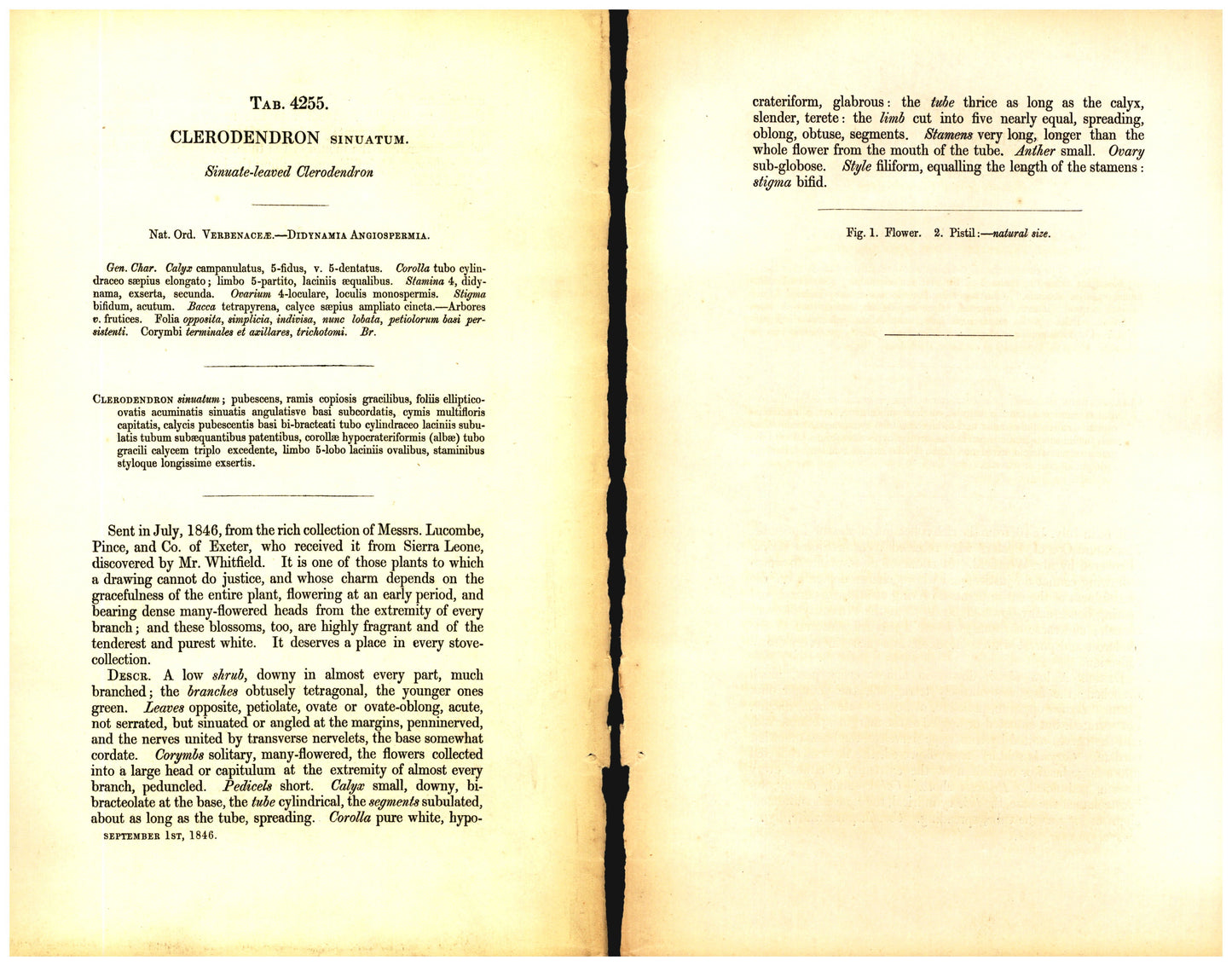 Botanical description tab for plate number 4255 - digital file