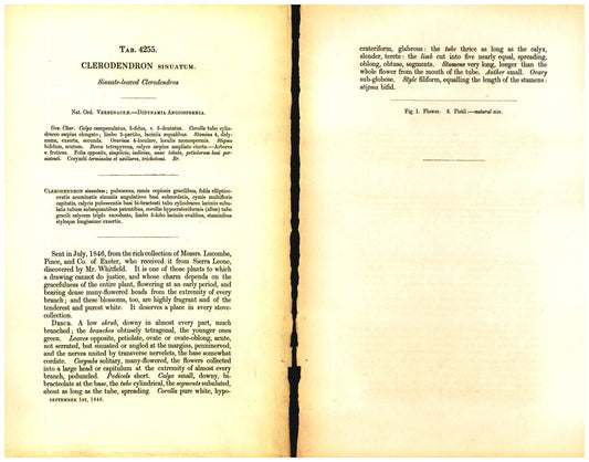 Botanical description tab for plate number 4255 - digital file