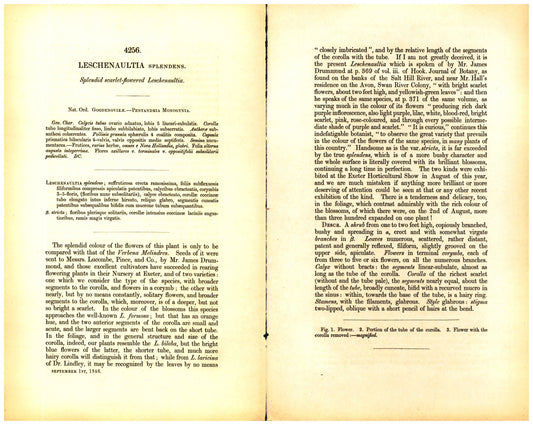 Botanical description tab for plate number 4256 - digital file