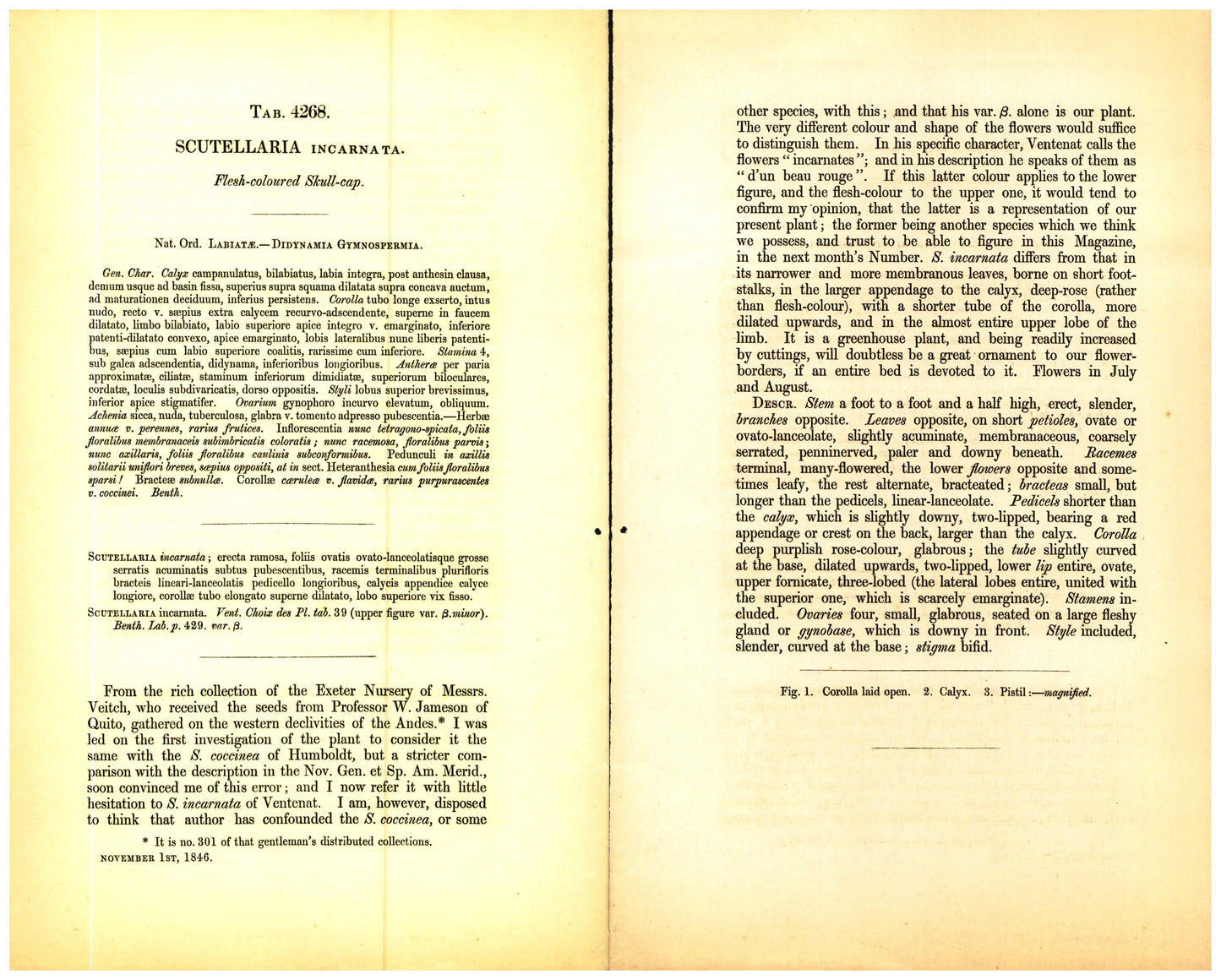 Botanical description tab for plate number 4268 - digital file