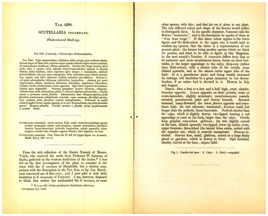 Botanical description tab for plate number 4268 - digital file