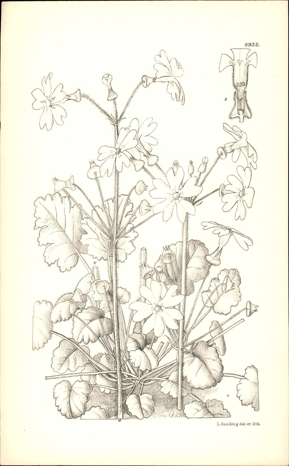 Curtis Botanical – Plate 8932 – —