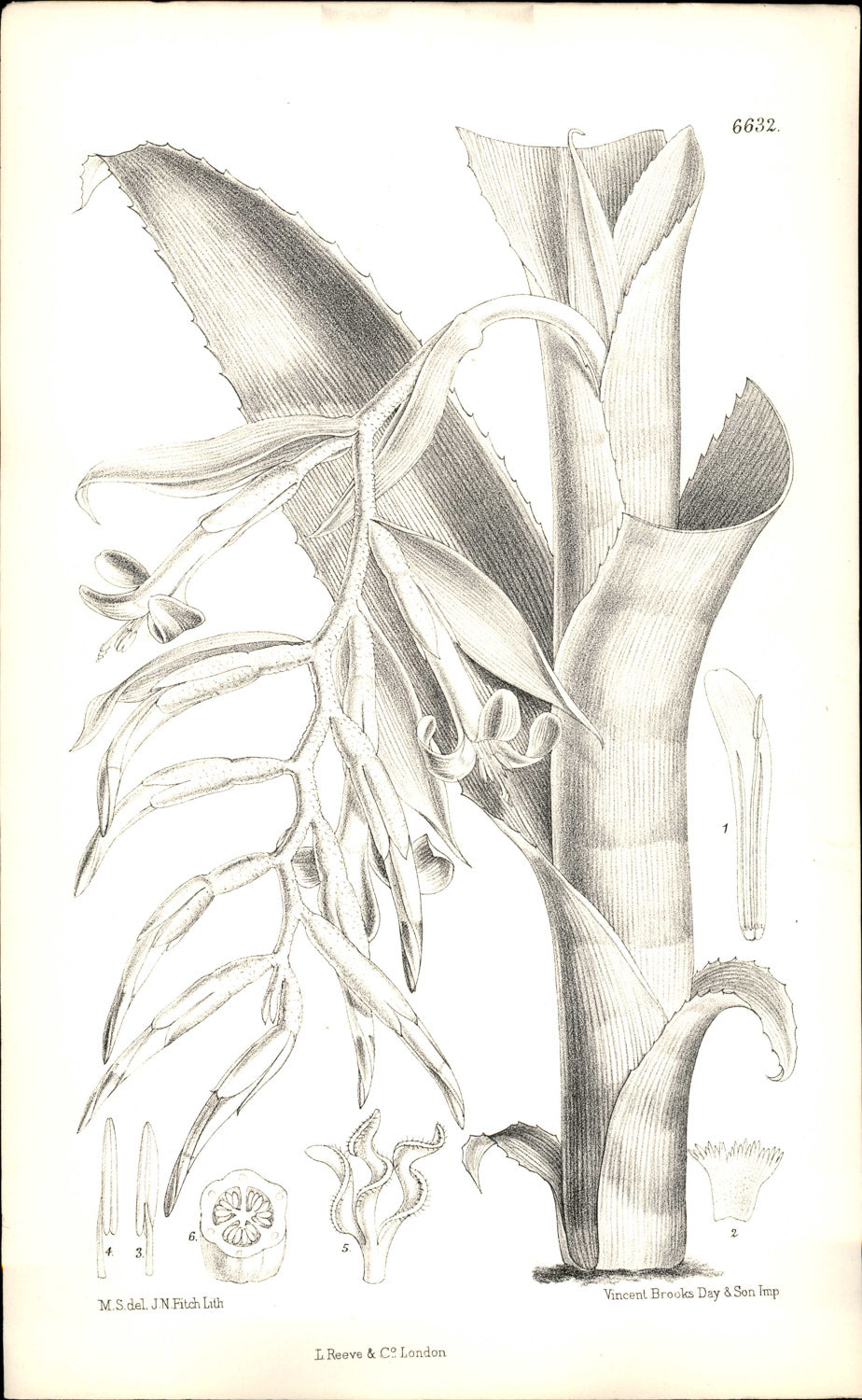Curtis Botanical – Plate 6632 – Euphemia's Billbergia / Queen's Tears