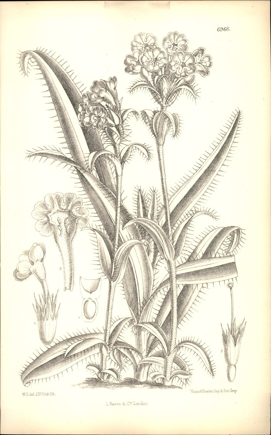 Curtis Botanical – Plate 6966 – Whorlflower / Betony-leafed Morina