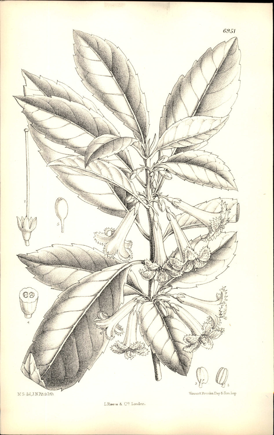Curtis Botanical – Plate 6951 – Large-leafed Alseuosmia / Toropapa