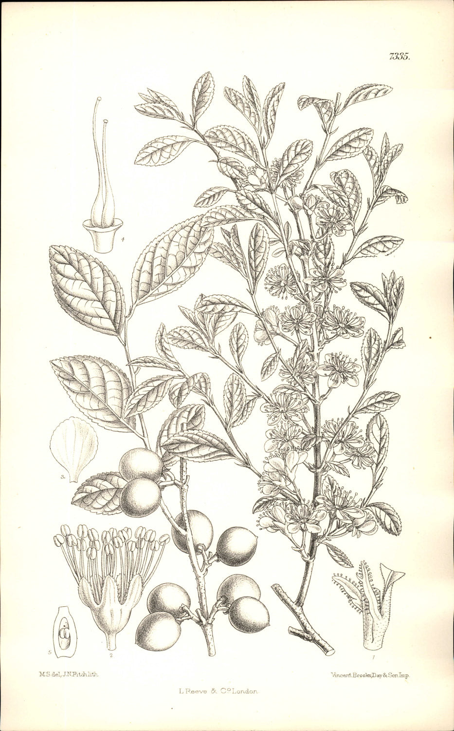 Curtis Botanical – Plate 7335 – —