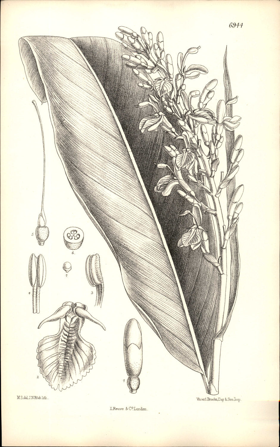 Curtis Botanical – Plate 6944 – Shell Ginger / Pink Porcelain Lily