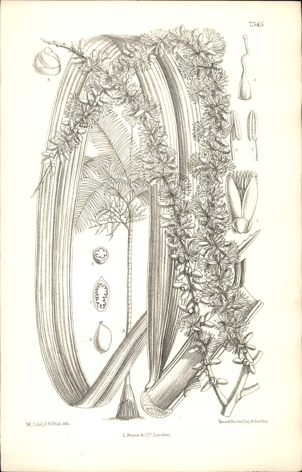 Curtis Botanical – Plate 7345 – Solitaire Palm / Elegant Palm