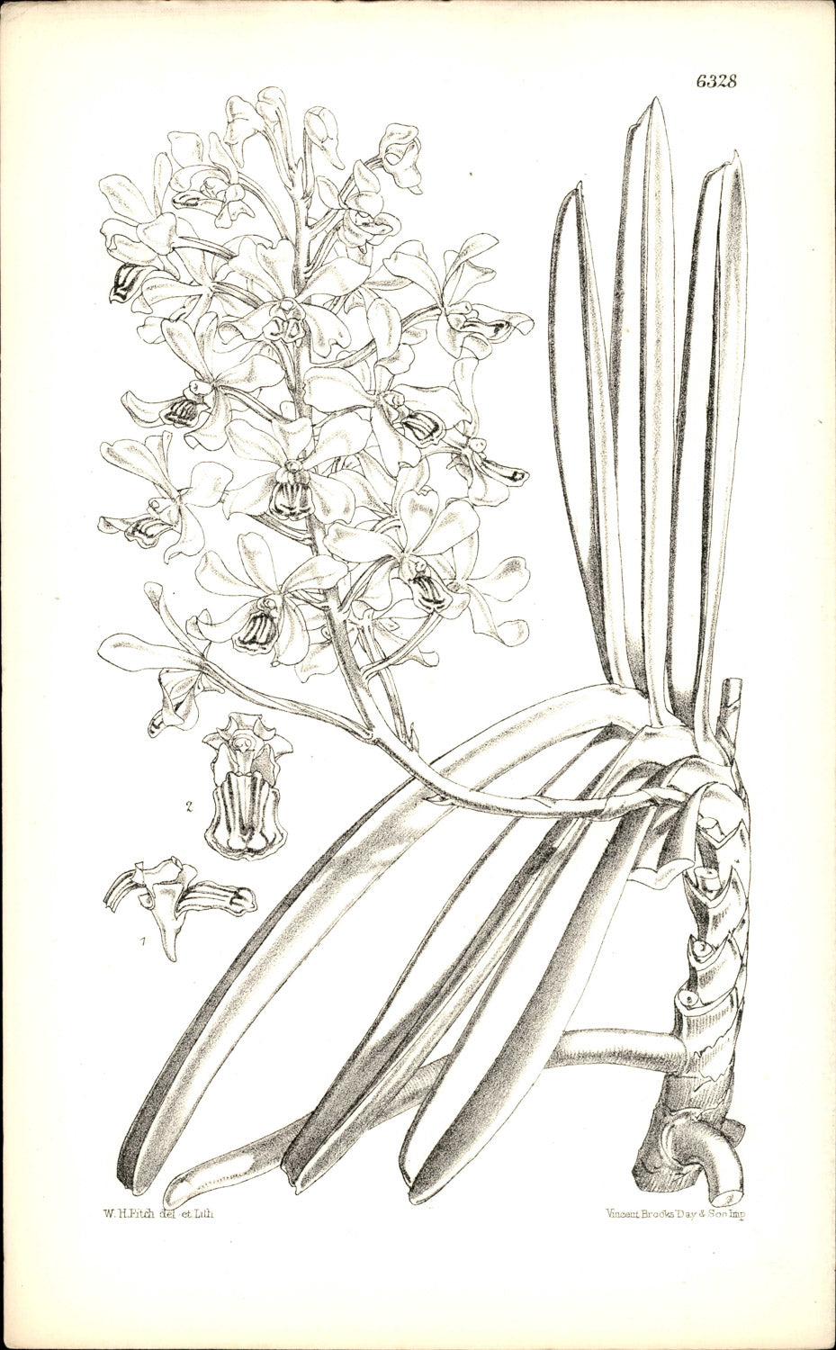 Curtis Botanical – Plate 6328 – Boxall's Blue Vanda / Blue Orchid